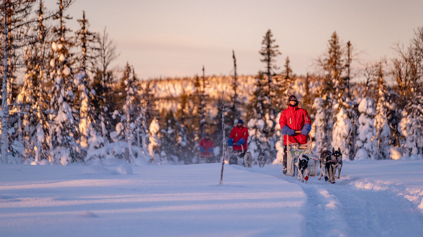 Huskys unterwegs im verschneiten Winterwald Lappland