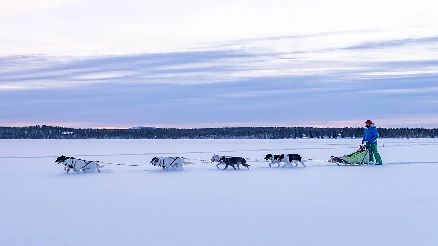 Huskygespann unterwegs über weite Schneefläche in Lappland