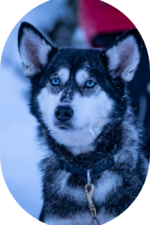 Porträt eines Alaskan Huskys in Lappland im Winter