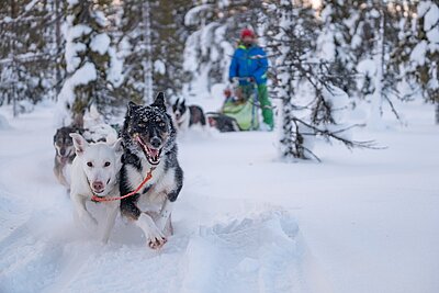 Husky Wochentour