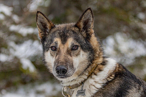 Zorro