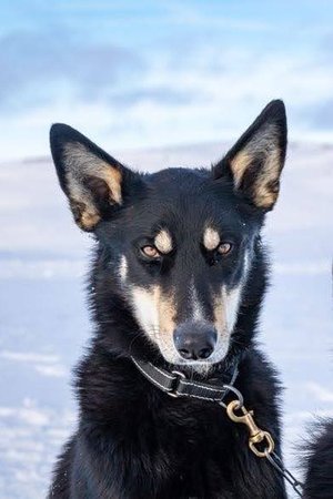 Husky Portrait Huskyfarm Lappland Winter