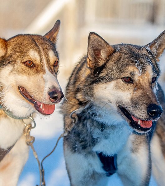 Unsere Huskys – das Herz der Huskyfarm