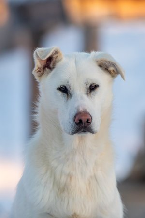 Weißer Husky Portrait Lappland Husky Tour Familie