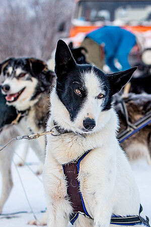 Huskygespann Nahaufnahme Tagestour Lappland