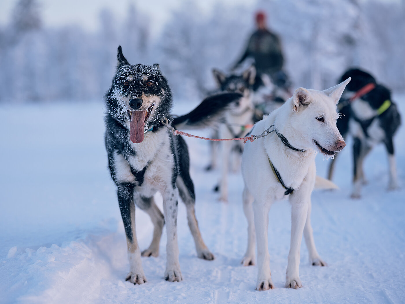 Hundeschlittenfahren Lappland – Winterabenteuer mit Huskys