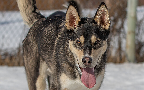 Sirius