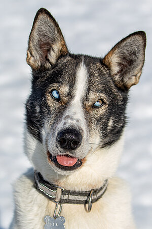 Husky Portrait auf Huskyfarm in Lappland