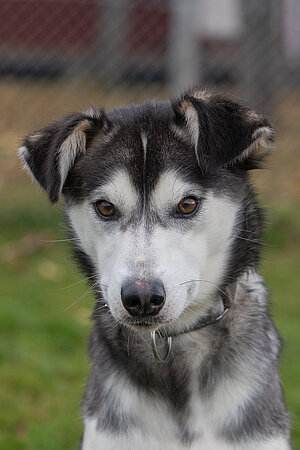 Husky Lappland Portrait Hundeschlittenhund Sommer
