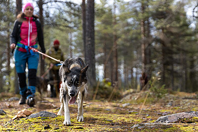 Husky-Trekking