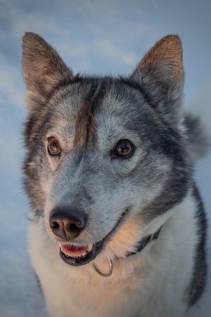 Porträt eines Alaskan Huskys in Lappland im Winter