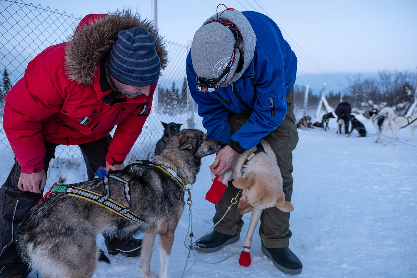 Doghandler kümmern sich um Huskys im Schnee auf Huskyfarm