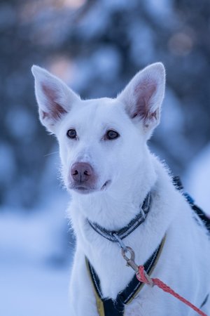 Weißer Husky auf Huskyfarm in Lappland im Winter