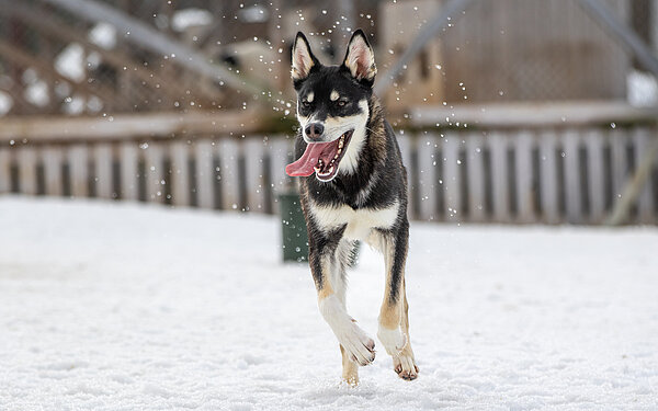 Pollux