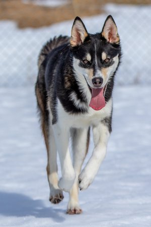 Husky Portrait für Silbertrail Lappland