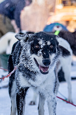 Husky im Schnee Lappland Tagesaktivität