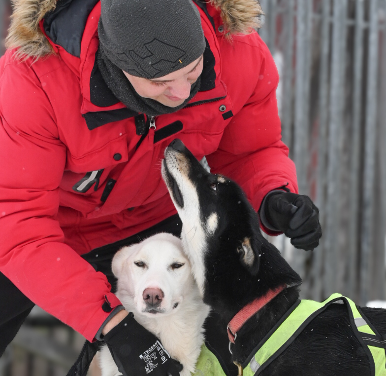 Mensch streichelt Huskys auf Huskyfarm Lappland