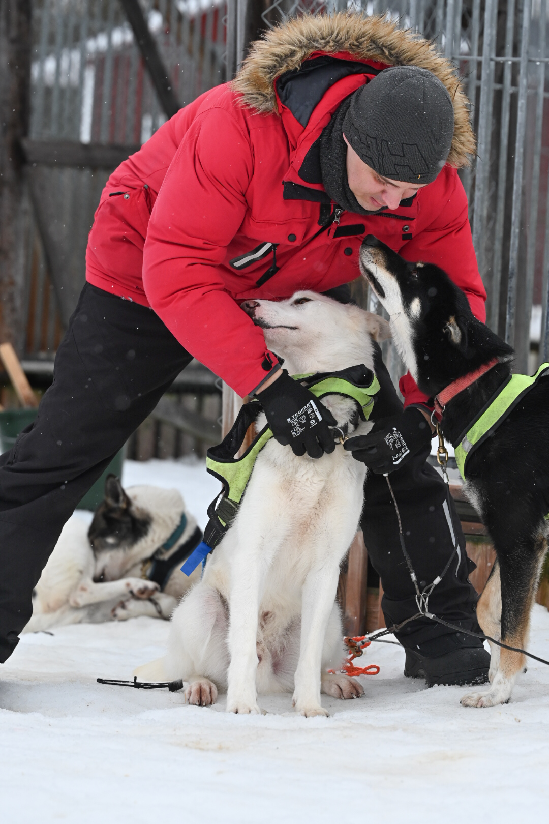 Guide bereitet Husky auf Schlittenfahrt vor in Lappland