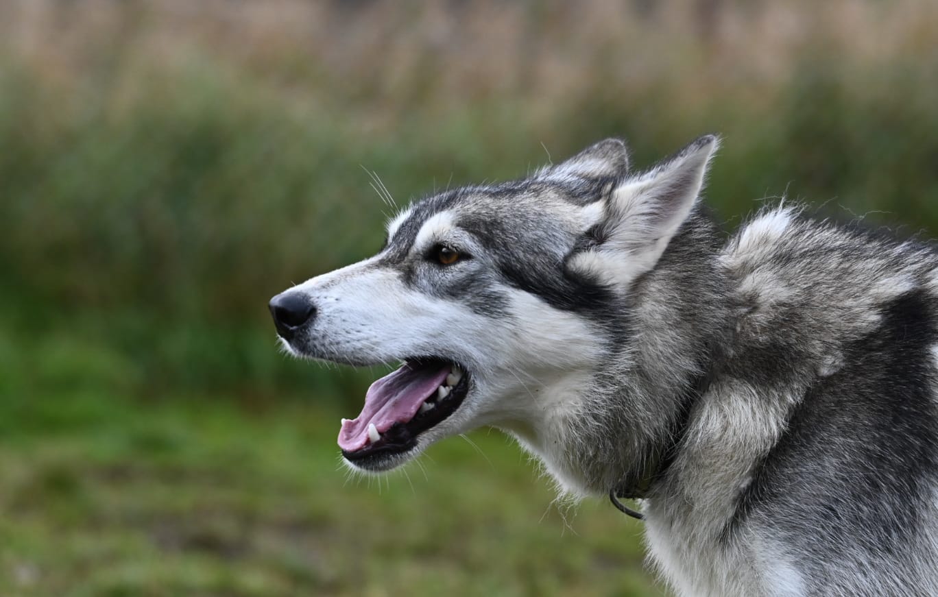 Husky Lappland Natur Sommer
