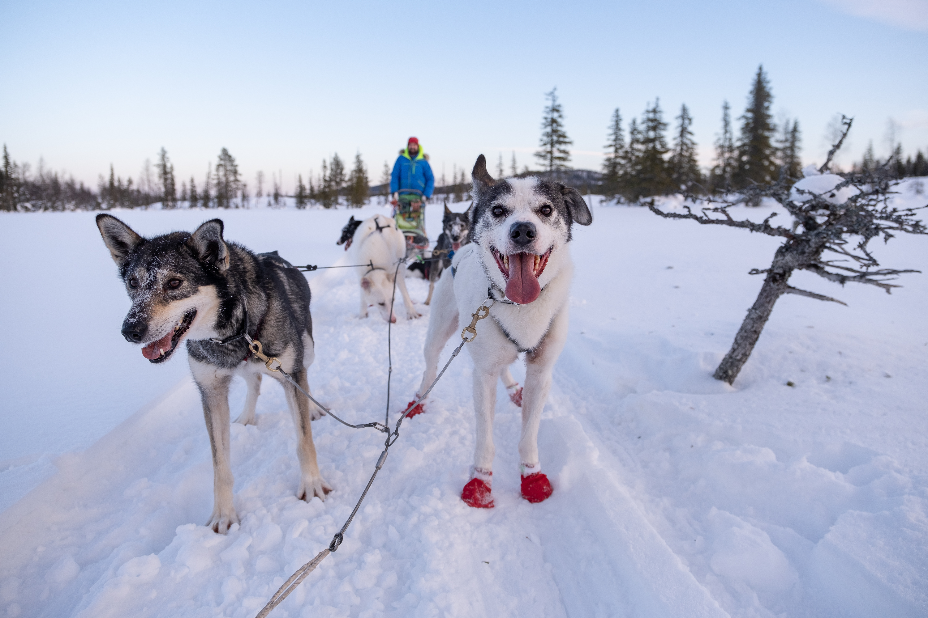 Huskygespann läuft durch verschneite Landschaft in Lappland