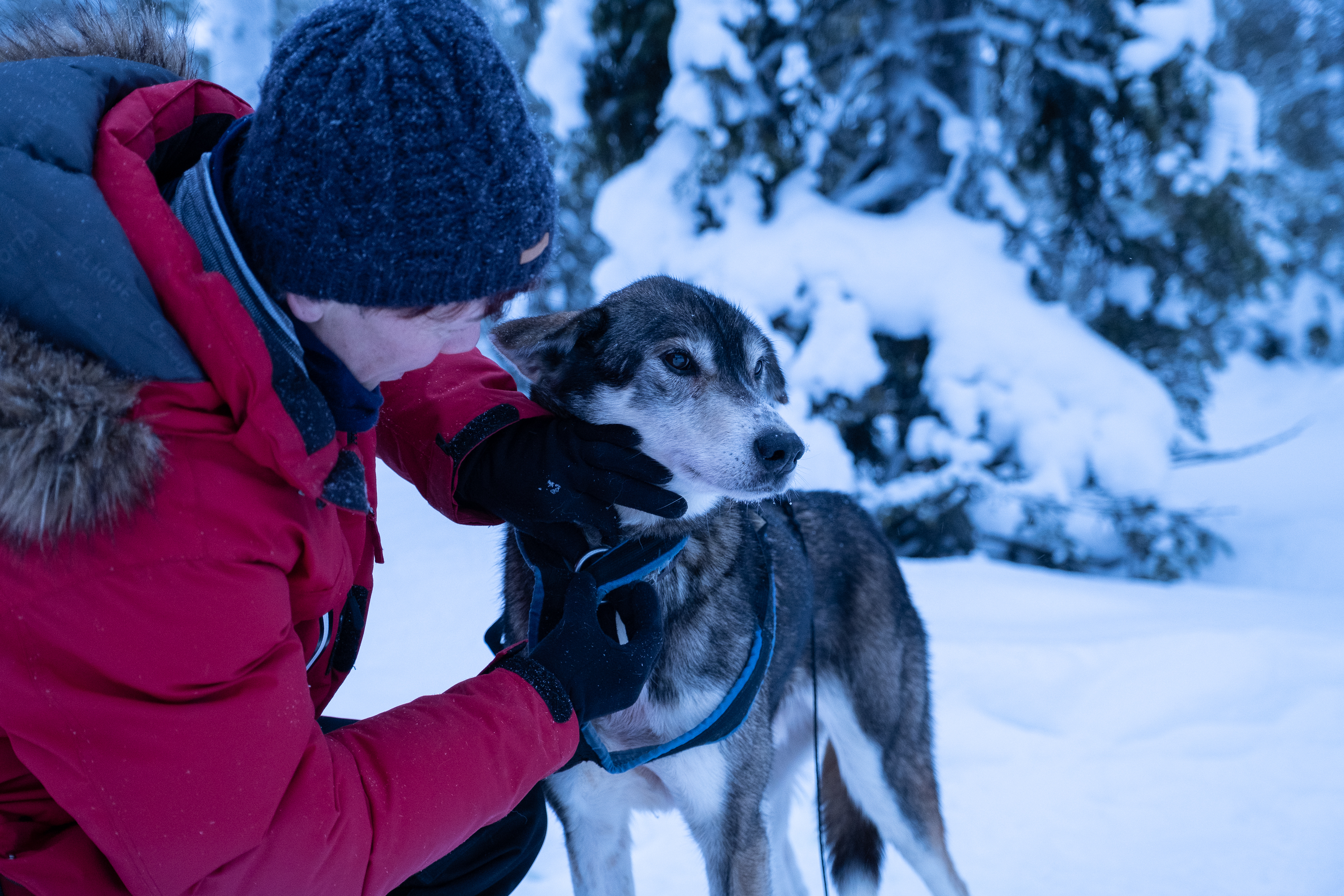 Husky wird gestreichelt während Tour in Lappland
