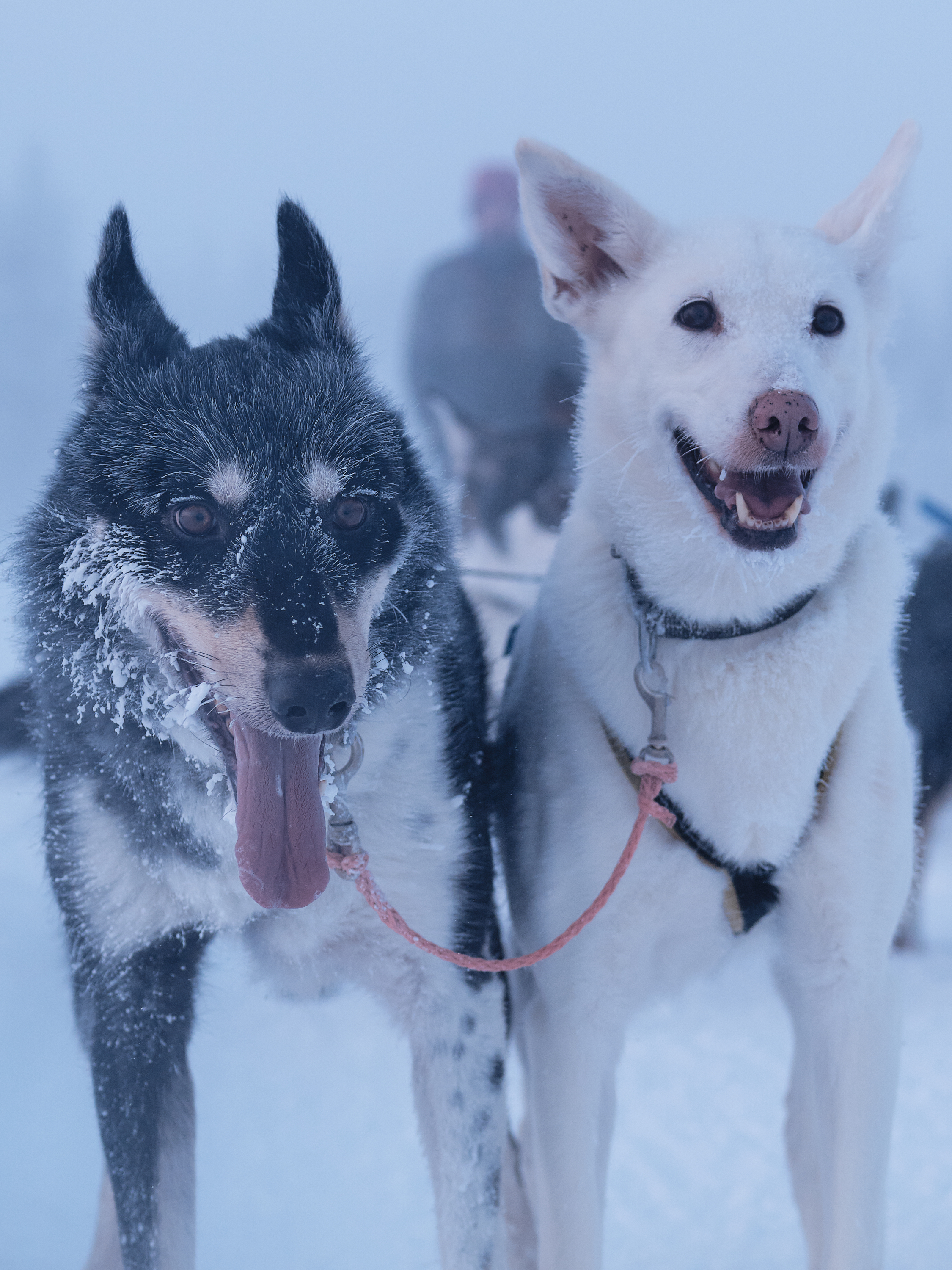 Huskys im Gespann bei Husky Tagestour Lappland
