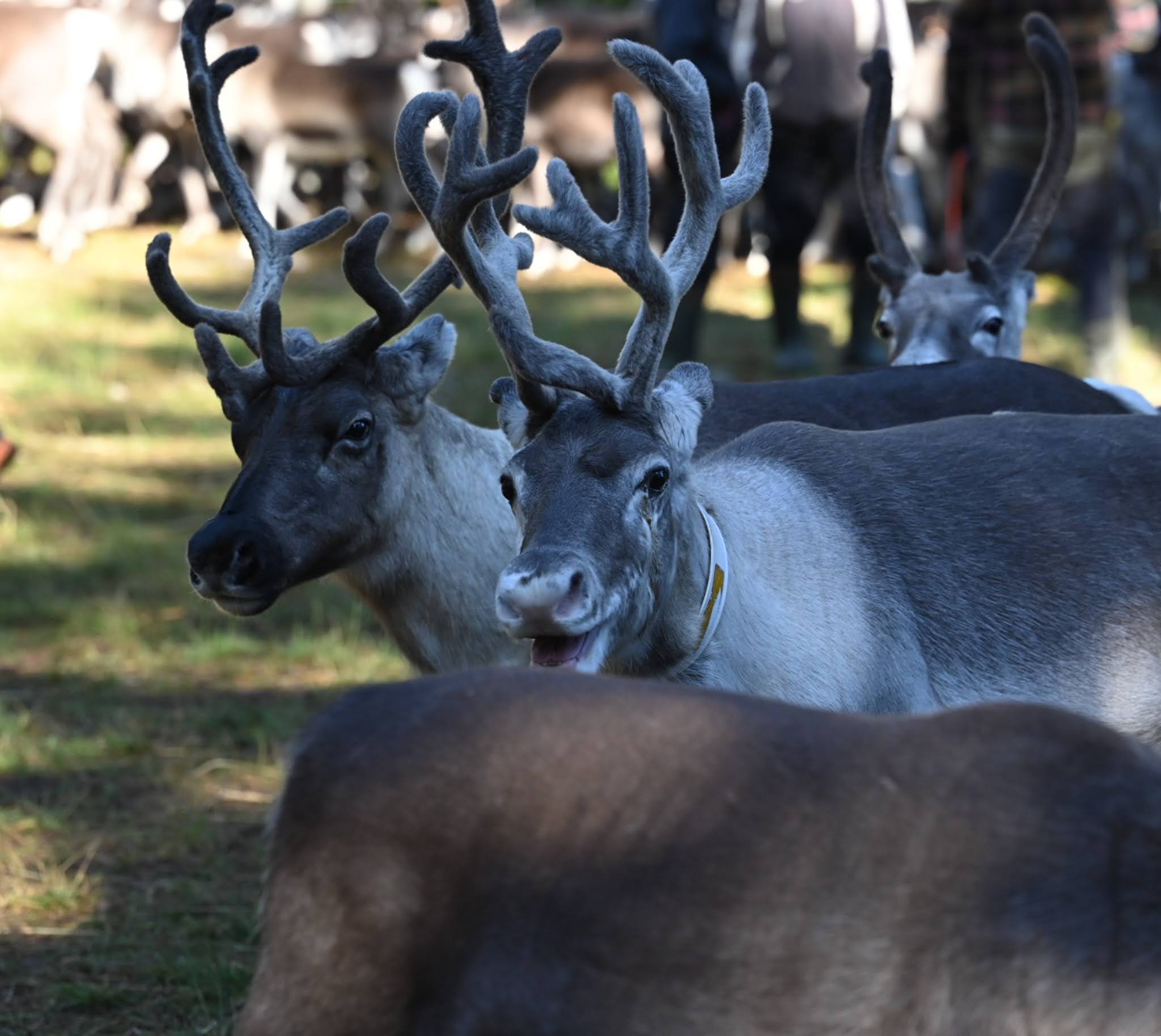 Rentiere Lappland Sommer Natur Tiere