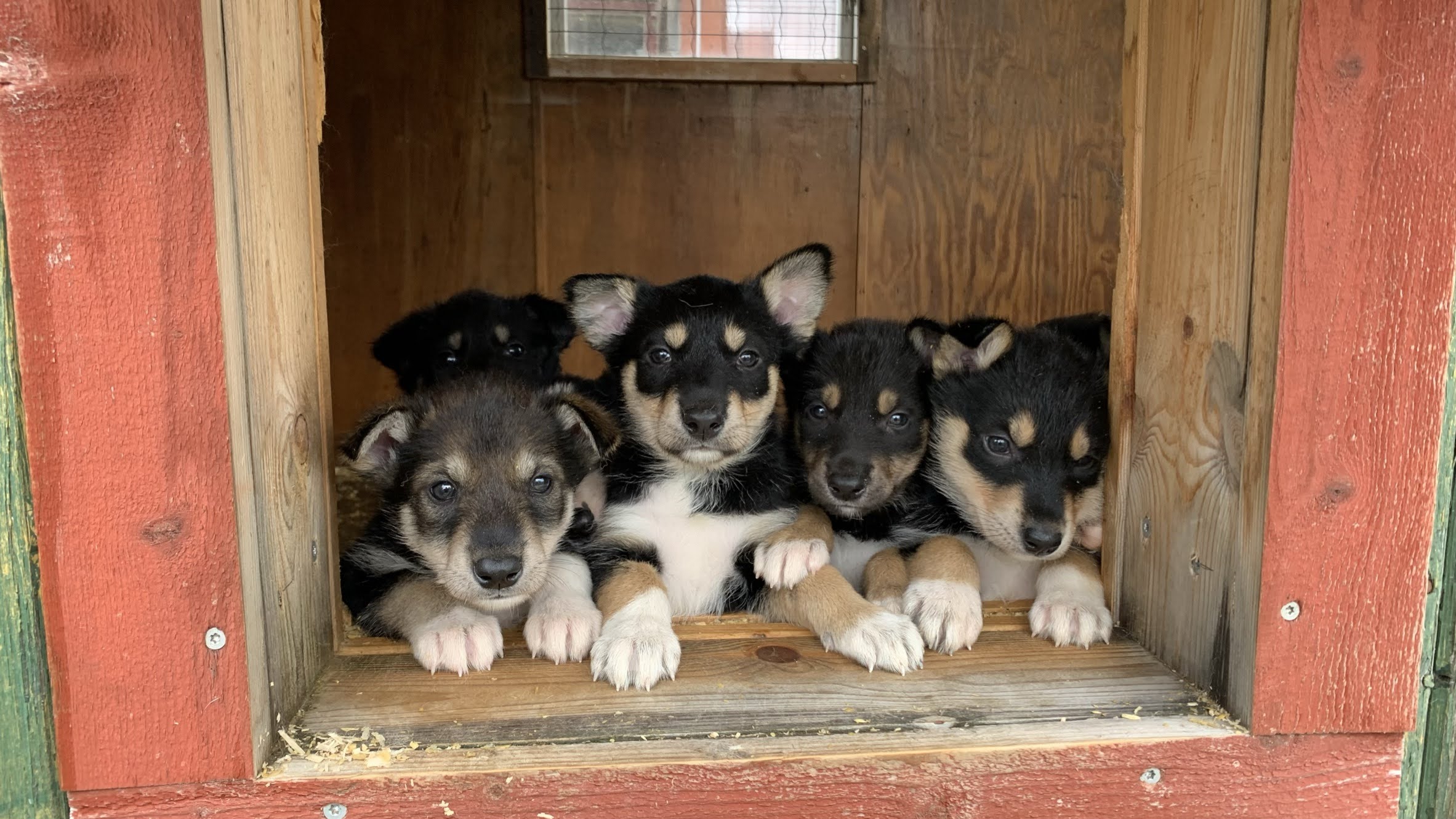 Husky Welpen in Holzhütte auf Huskyfarm Lappland