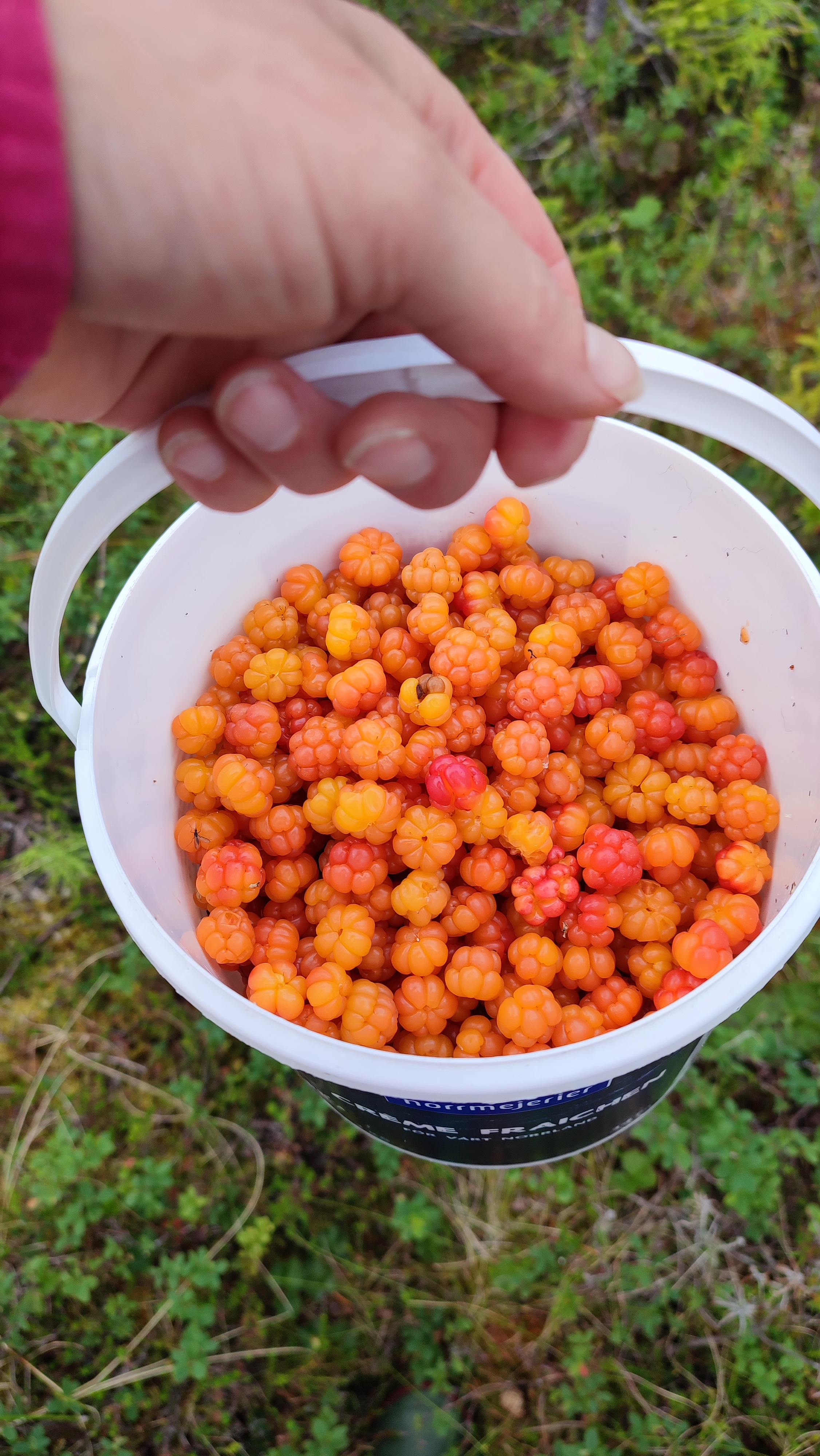 Moltebeeren sammeln Lappland Natur