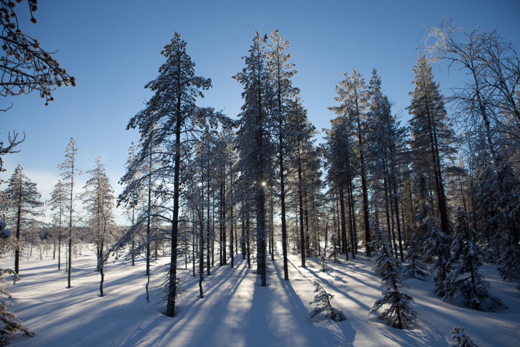 Sonnenstrahlen im Wald