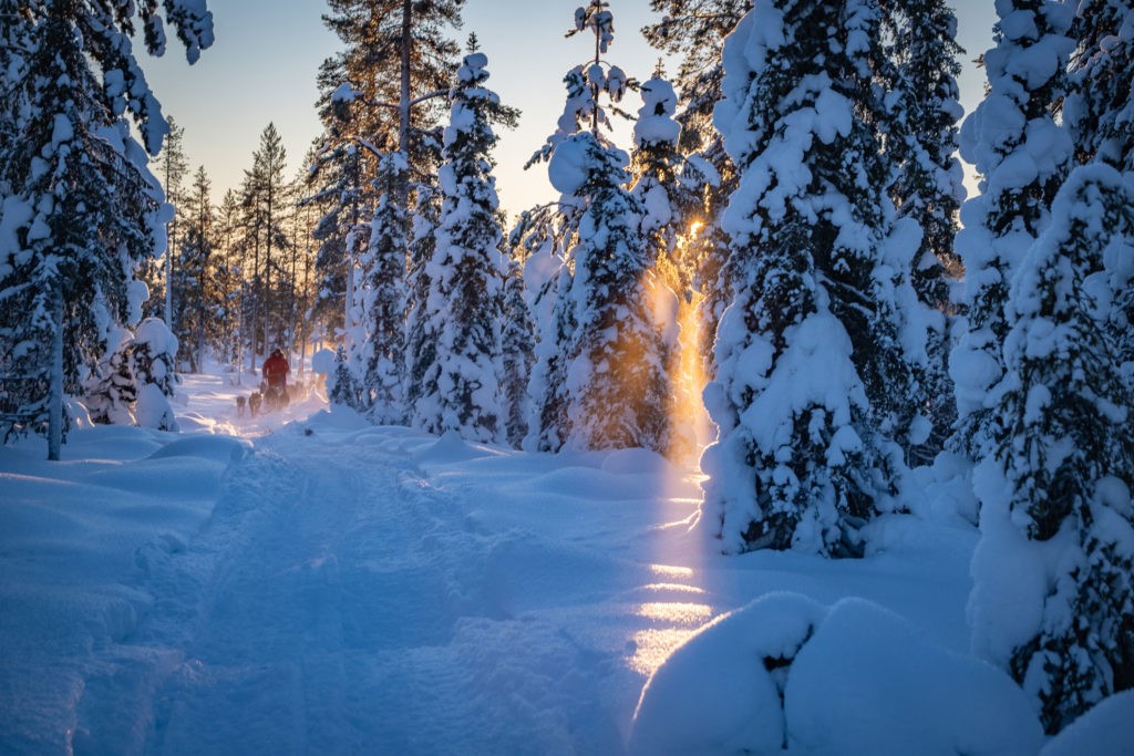 Huskyteam im Wald
