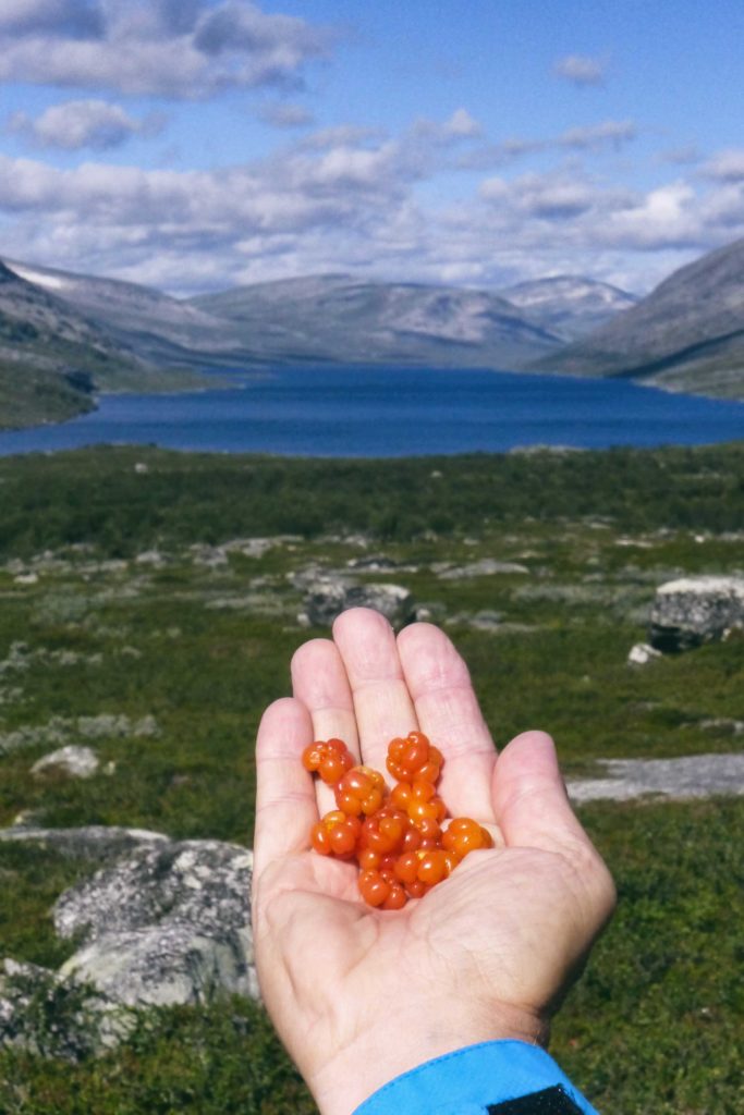 Moltenbeeren in einer Hand