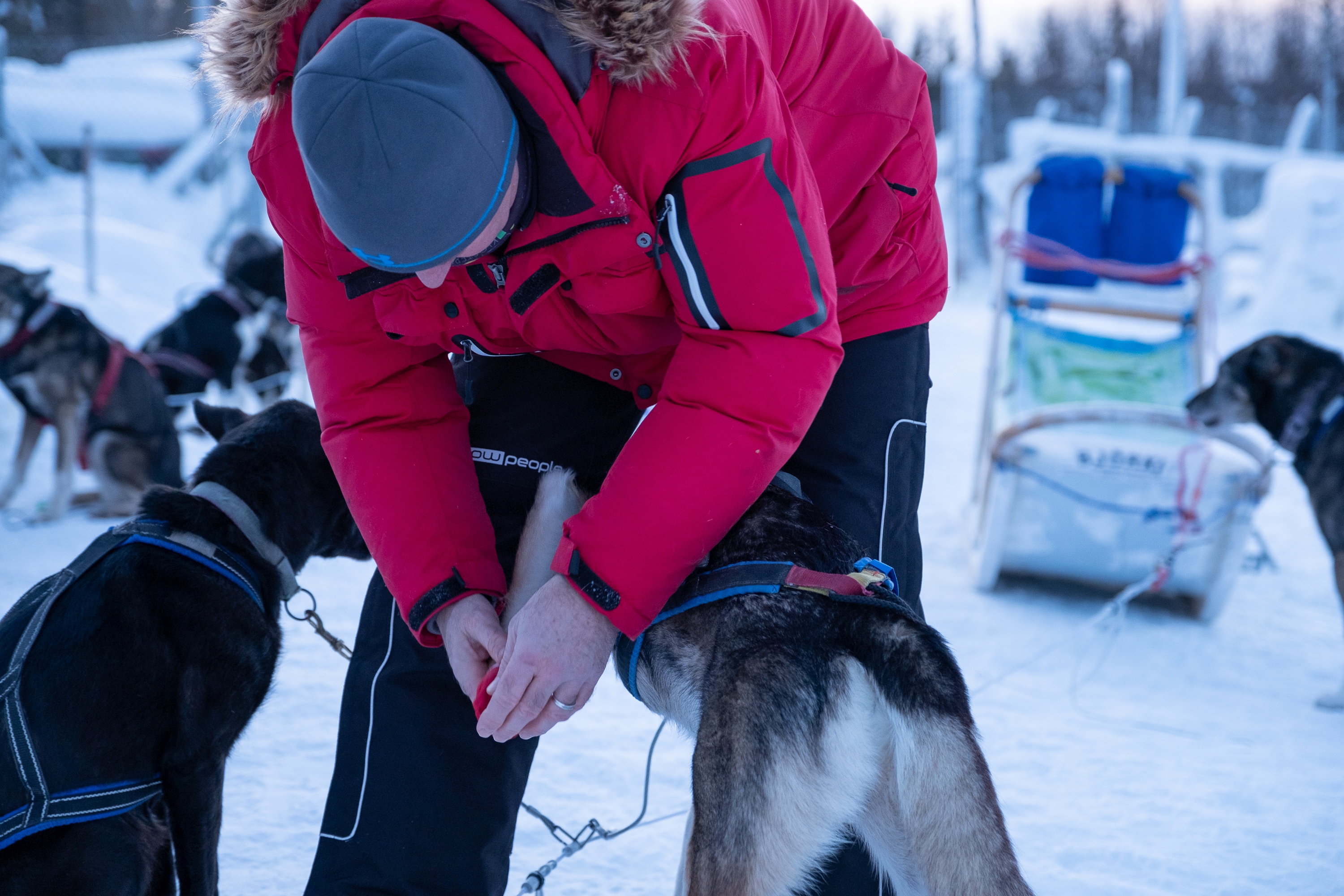 Vorbereitung Husky Pfoten Schutz bei Huskytour Lappland