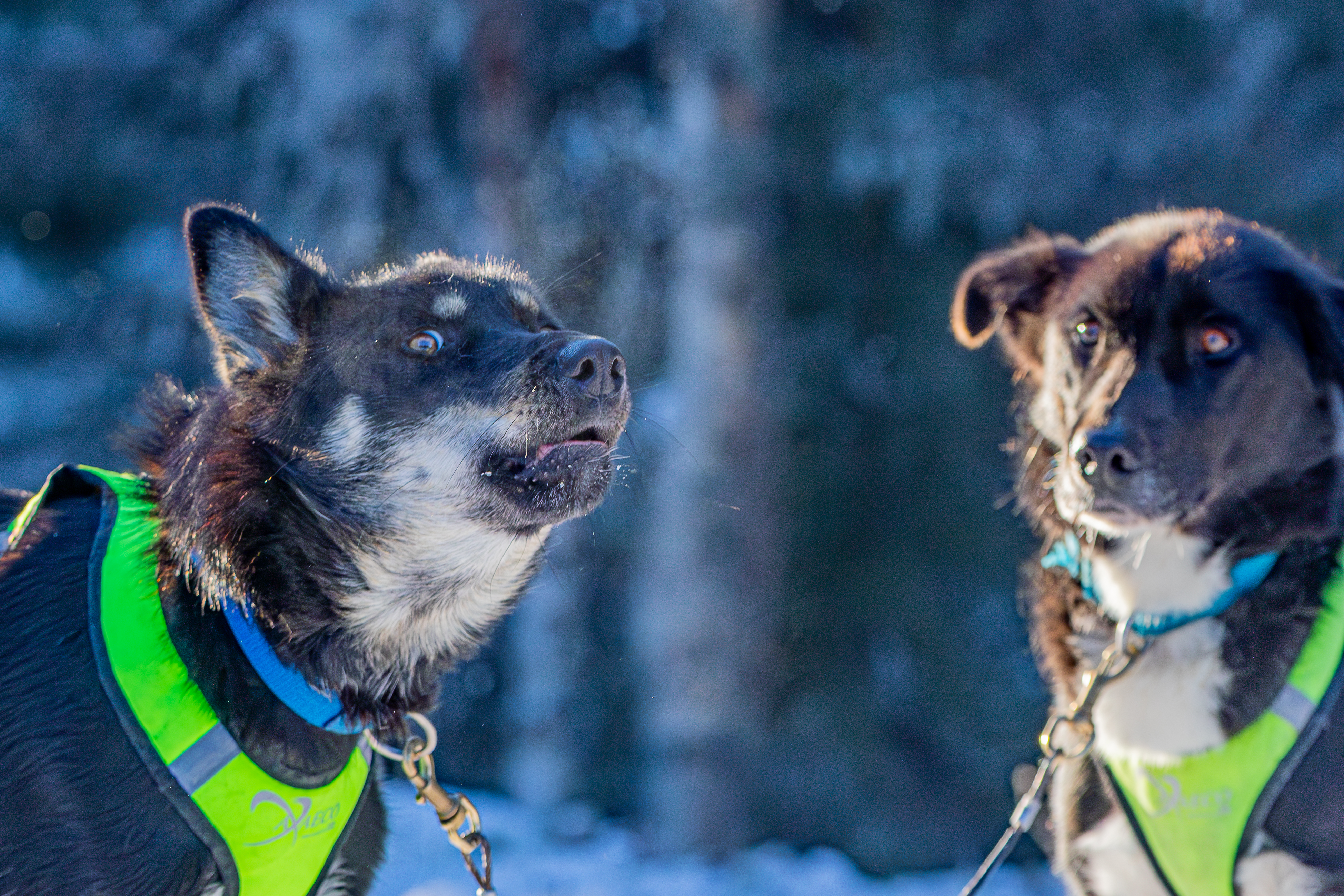 Zwei Huskys im Zuggeschirr im Winter Lappland